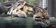 Mainland Clouded Leopard