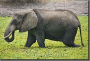 Tanzania 2801-Young Elephants