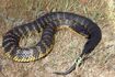 Tiger Snake