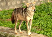 Indian Wolf as Talking Dog