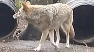 Akron Zoo Coyote X2