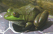 American Bullfrog