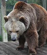 Orso, Eurasian Marrone