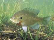 Bluegill.jpg