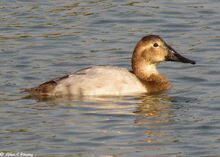Canvasback Female 0.jpg