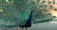 Indian Peafowl