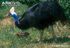 Male-southern-cassowary-with-young-chick