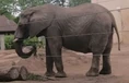 Topeka Zoo East African Bush Elephant.png (485 KB)