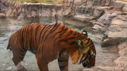 Tulsa Zoo Tiger