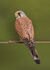 Eurasian Kestrel as Spiclypeus