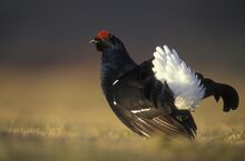 Black-Grouse-lekking-HRM.jpg