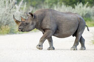 Southern White Rhinoceros as Sinoceratops