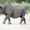 South-Western Black Rhinoceros