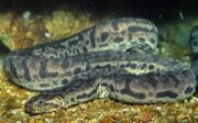 Elephant trunk snake.jpg