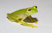 Glass Frog.jpg