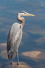 Heron, great blue.jpg
