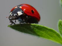 Ladybug.jpg