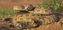 Prairie rattlesnake.jpg