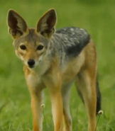 Black-Backed Jackal