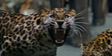 Zoo 2015 Leopard