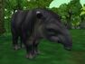 Baird's Tapir