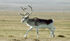 172 p peary caribou s95 10246 p