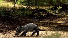 BBC.Walking.With.Dinosaurs.Ep6.Death.Of.A.Dynasty.DivX511.AC3.www.mvgroup.org.avi snapshot 00.43 -2016.10.06 18.26.34-.jpg