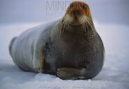 Bearded seal (Erignathus barbatus)