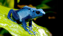 Blue poison dart frog (Dendrobates tinctorius azureus).jpg