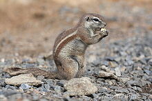 Cape-ground-squirrel-20447453.jpg