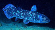 Coelacanth