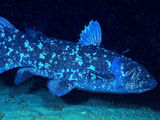 West Indian Ocean Coelacanth