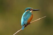 Common Kingfisher as Dilly