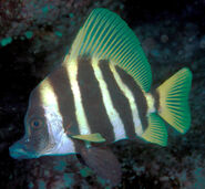 Evistias acutirostris (Striped boarfish)