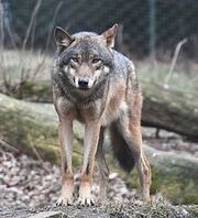 GrayWolf