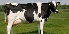 Holstein Friesian Cow