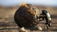 Dung Beetle