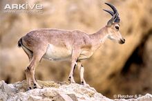 Nubian-ibex-side-view.jpg