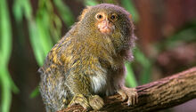 P marmoset 03.jpg