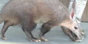 Aardvark as Sara Bellium