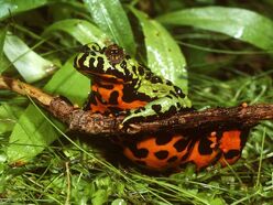 Toad, Fire-Bellied.jpg