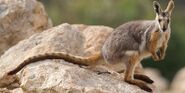 Yellow-Footed Rock Wallaby