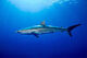 Silky Shark