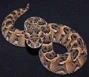 Adder, Puff.jpg