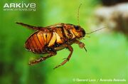 Great-diving-beetle-ventral-view.jpg