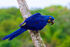 Hyacinth Macaw as Tapejara