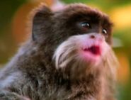 Emperor Tamarin