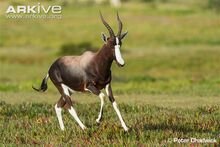 Male-bontebok-chasing-other-males-out-of-his-territory.jpg