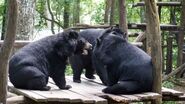 Male and female Asiatic black bears