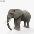 Model African Bush Elephant.jpg (65 KB)